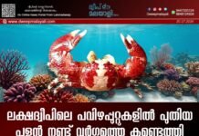 ലക്ഷദ്വീപിലെ പവിഴപ്പുറ്റുകളിൽ പുതിയ പൂളൻ നണ്ട് വർഗ്ഗത്തെ കണ്ടെത്തി